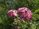 Red Robin rose photo