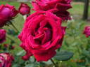 Konrad Adenauer rose photo
