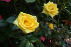 Dorola ® rose photo