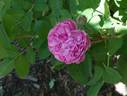 Sidonie rose photo
