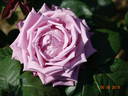 Lugdunum rose photo