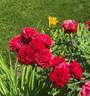 Red Delicious rose photo