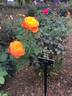 Magma rose photo