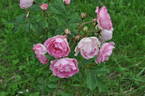 Louise Walter rose photo