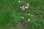Louise Walter rose photo