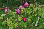 Caroline Bank rose photo