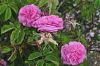 Oeillet Parfait rose photo