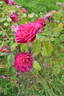 R. gallica officinalis x Etoile de Hollande rose photo