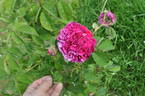 Chénédolé rose photo