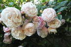New Dreams rose photo