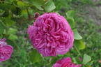 Belle Etaine rose photo