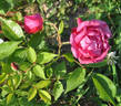 Yiao Ye Yue Yue Hong rose photo