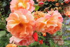 Westzeit rose photo