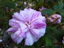 Madame Moreau rose photo