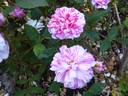 Madame Moreau rose photo
