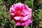 Tallyho rose photo