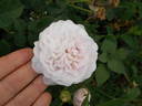 Octavie rose photo
