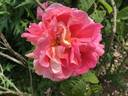 Oratam rose photo