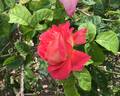 Oratam rose photo