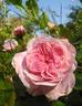 Everblooming Moss rose photo