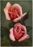 Edith Nellie Perkins rose photo