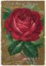 J. B. Clark rose photo