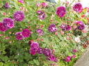 L'Evêque rose photo