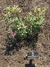 De Montarville rose photo