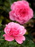 Flowerland rose photo