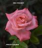 LIMbird rose photo