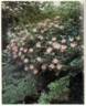 Coral Creeper rose photo