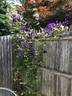 C. jackmanii superba clematis photo