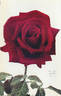 William Harvey rose photo