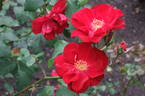 Hamburg rose photo