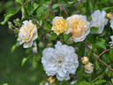 Ernst Grandpierre rose photo