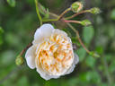 Ernst Grandpierre rose photo