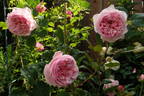 St. Ethelburga rose photo