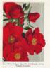 Anne Mette Poulsen rose photo