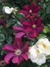 Voluceau clematis photo