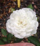 Patsy Gerling Cunningham rose photo