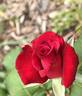 Dr. Troy Garret rose photo
