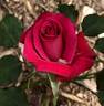 Dr. Troy Garret rose photo