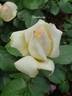 Tchaikovsky ® rose photo
