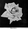 Bessie Brown rose photo