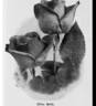 Rhea Reid rose photo