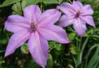 Shimmer clematis photo