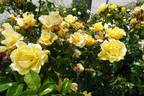 Gelber Engel ® rose photo