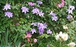 Shimmer clematis photo