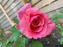 Summerwine rose photo