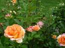 La Parisienne ™ rose photo